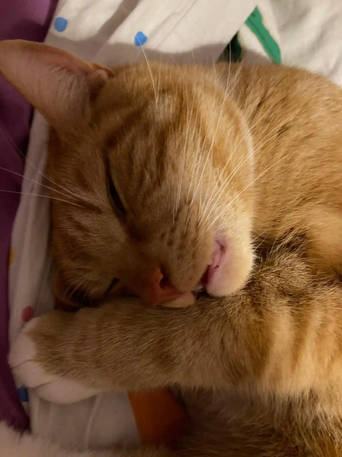 Biscuit's Daily Snapshot