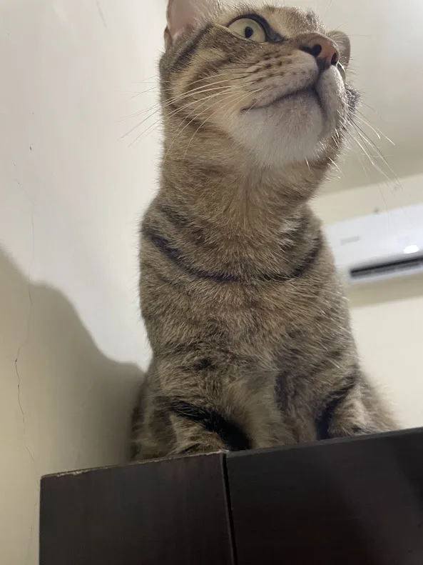 Adorable Cat Moments