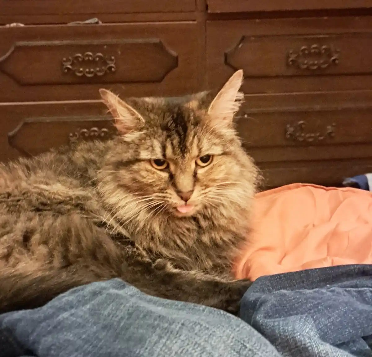 The Adorable Mlem Moment
