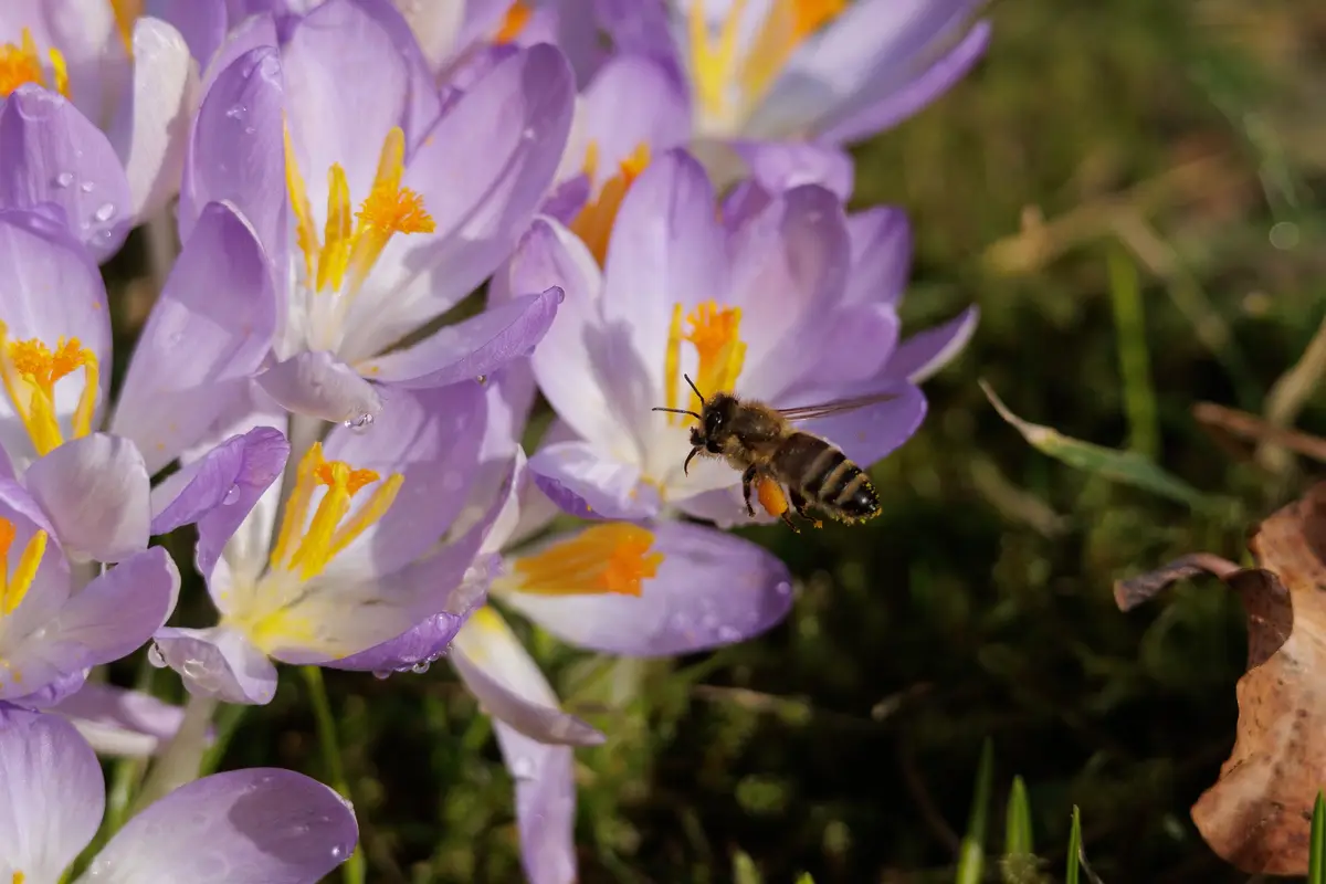 A close-up photo shows a bee hovering near purple crocus flowers with yellow centers, covered in dewdrops, against a blurred…
