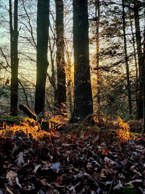 A serene forest scene with tall trees, bare branches, and a carpet of fallen leaves, illuminated by golden sunlight…