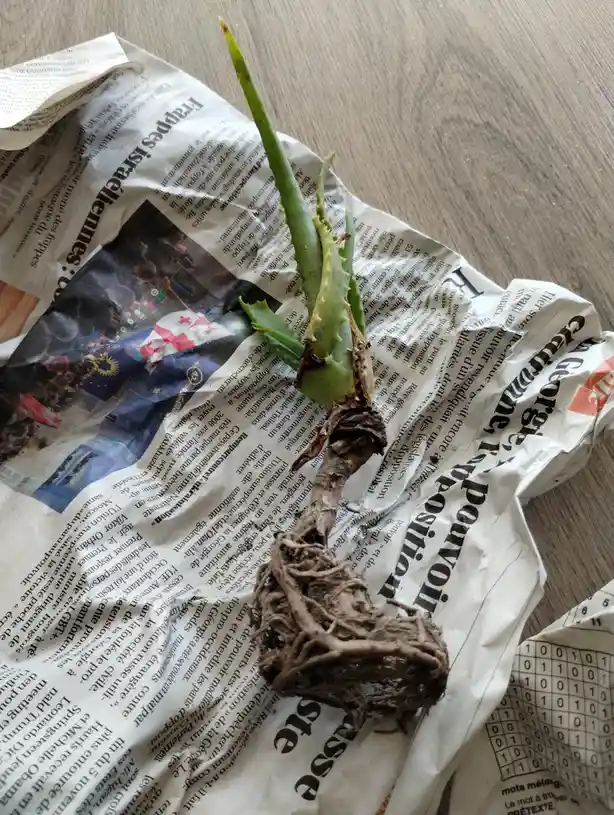 A small aloe vera plant with visible roots and a few green leaves sits atop a crumpled French newspaper, which features…