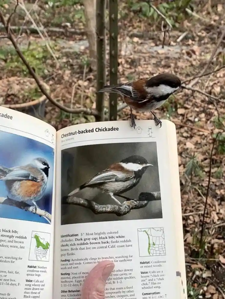 A small bird with a dark gray cap, black bib, and reddish-brown back is perched on the edge of an open field guide book. The…