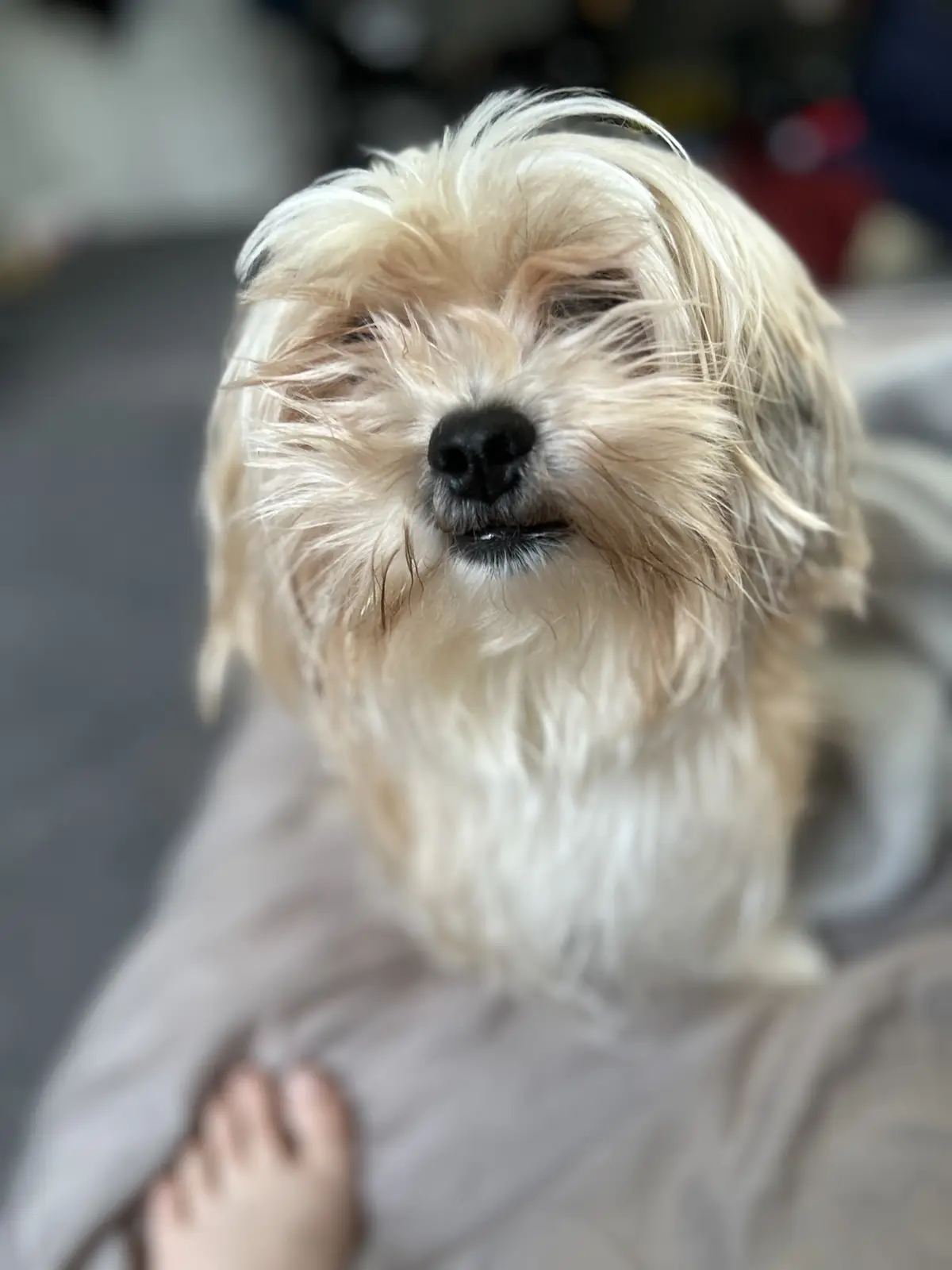 A close-up photo of a small, fluffy, light-colored dog with messy fur partially covering its eyes, looking upward with a…