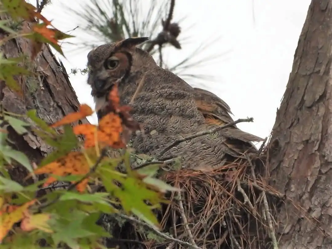 Meet the Majestic Great Horned Owl