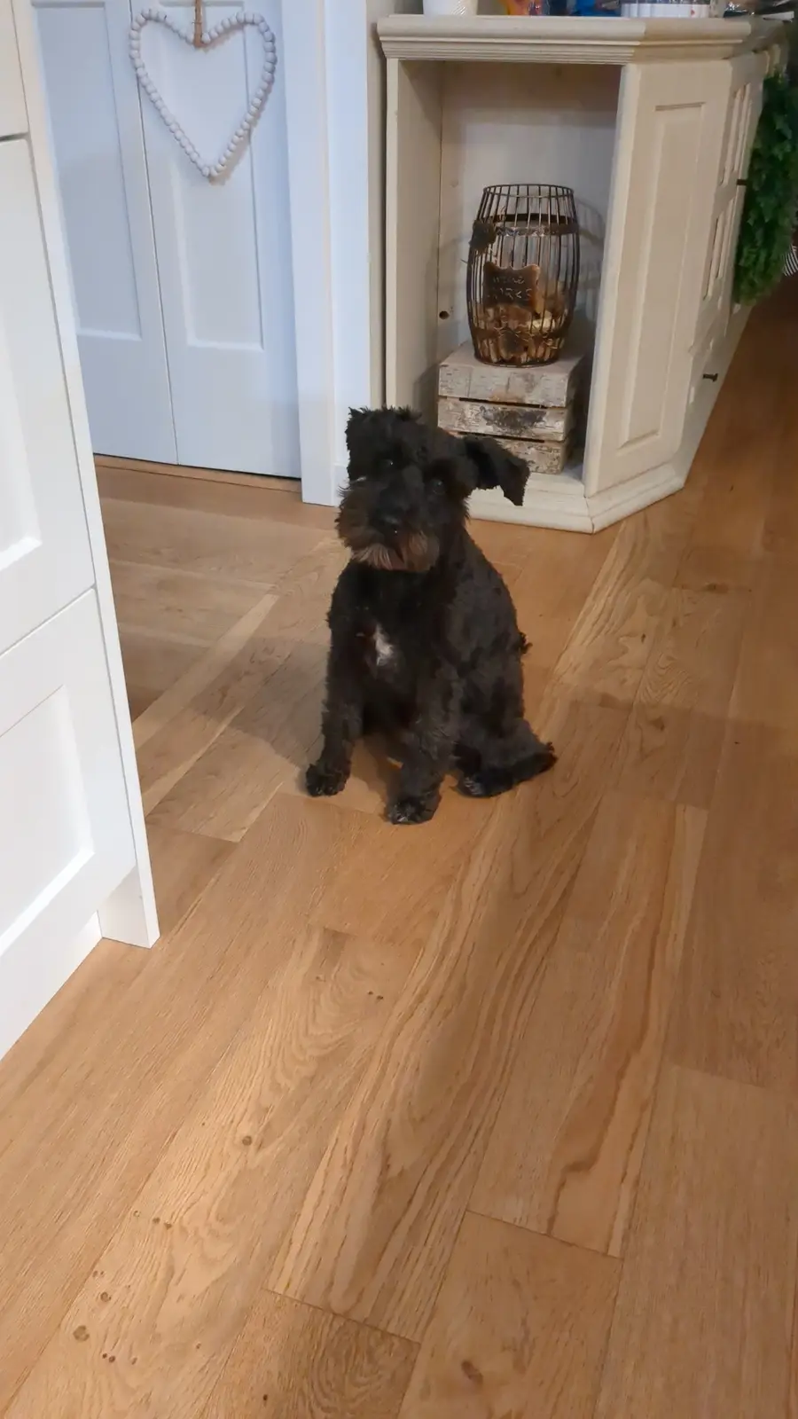 A small black dog with a wiry coat and a brown muzzle sits attentively on a light wood floor in a home. Behind it, white…