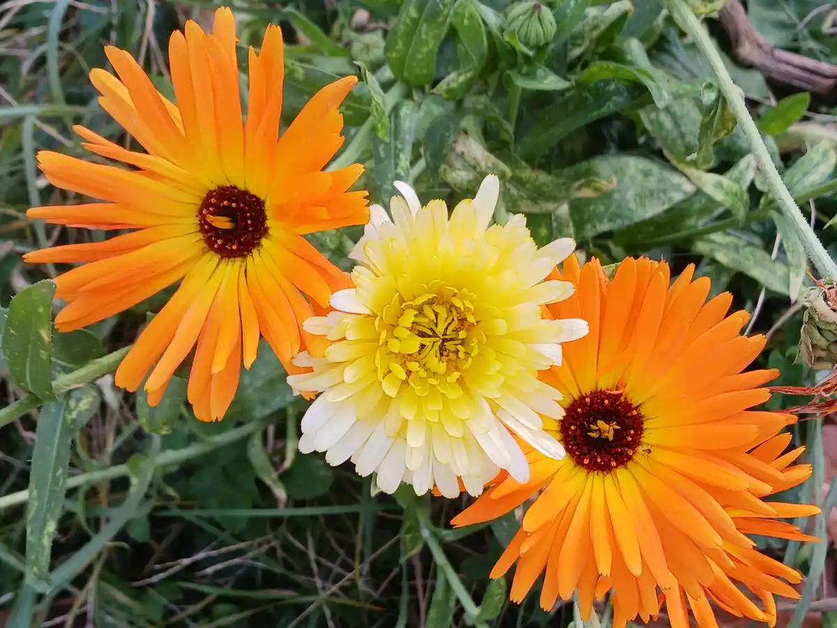 A close-up photo shows three marigold flowers: two bright orange with dark centers and one yellow-and-white daisy-like…
