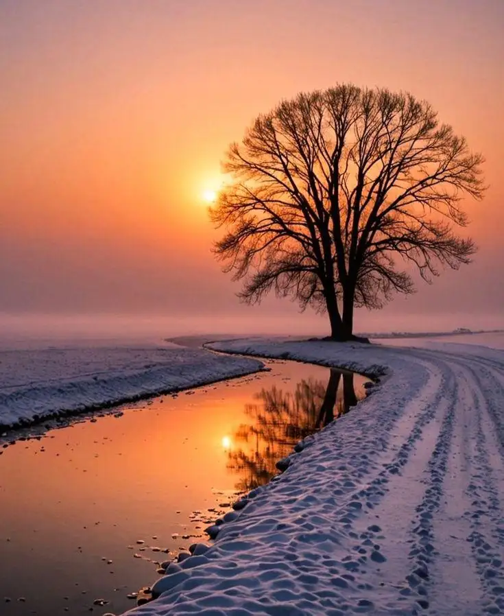 A serene winter scene shows a lone bare tree silhouetted against a vibrant orange and pink sunset, standing beside a…