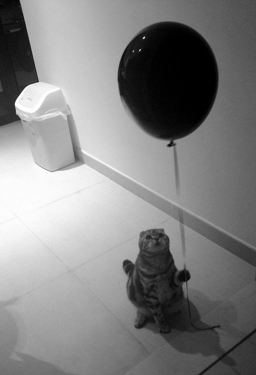 A black-and-white photo shows a tabby cat sitting on a tiled floor, looking up at a large black balloon floating above it…