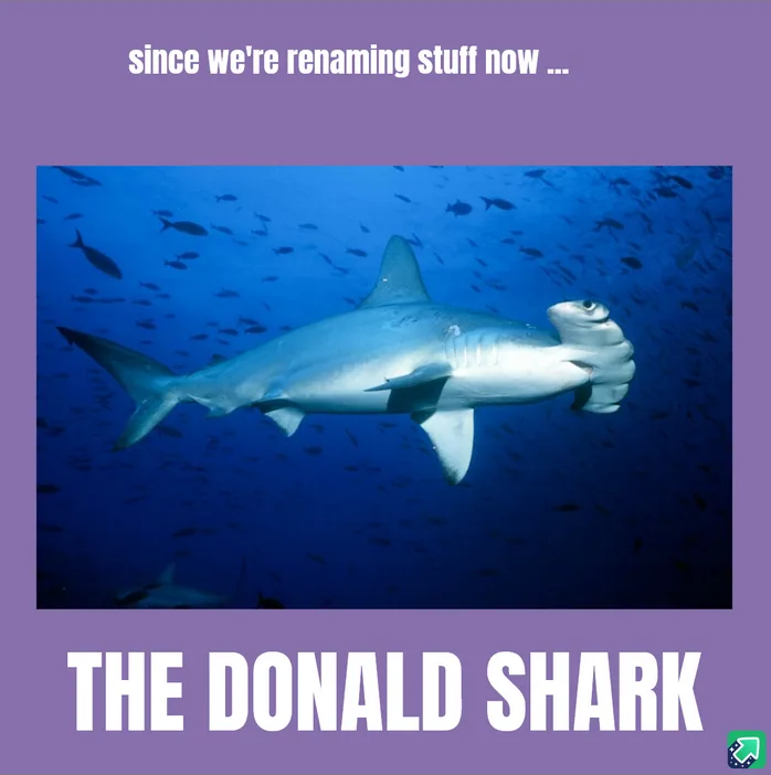 A hammerhead shark swims in blue ocean water surrounded by small fish. White text at the top reads 'since we're renaming…