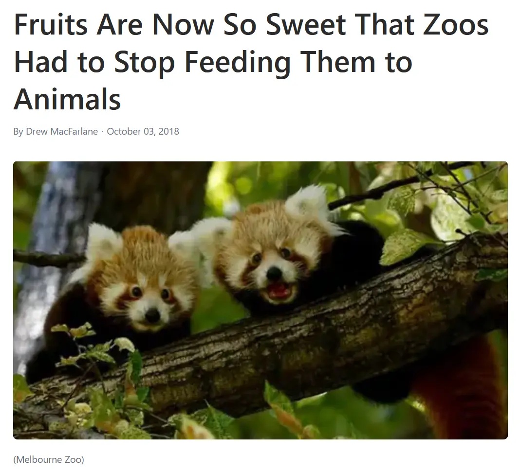 Two red pandas are perched on a tree branch in a lush green forest, one looking directly at the camera with a neutral…