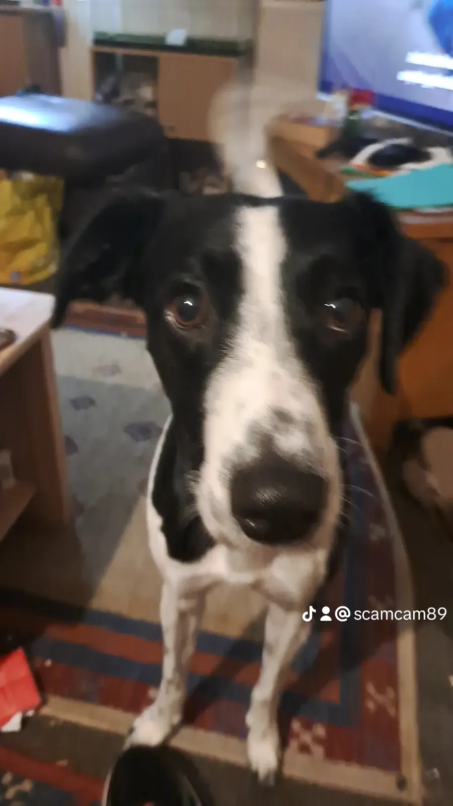 A black and white dog with wide, pleading eyes stares directly at the camera from a low angle, standing on a patterned rug…