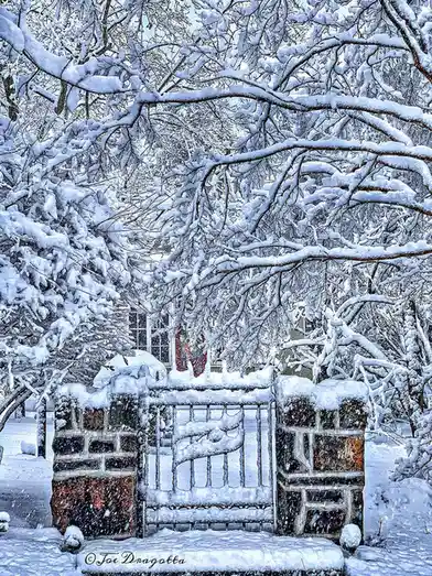 Branches Drenched in Snow: A Winter Wonderland
