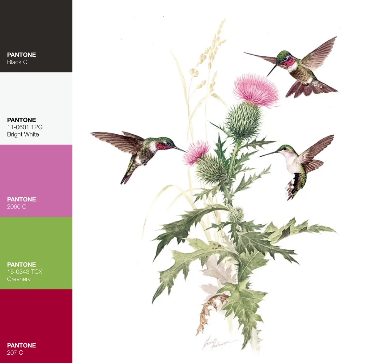 An ornithological illustration shows three hummingbirds hovering around a thistle plant with pink flowers and spiky green…