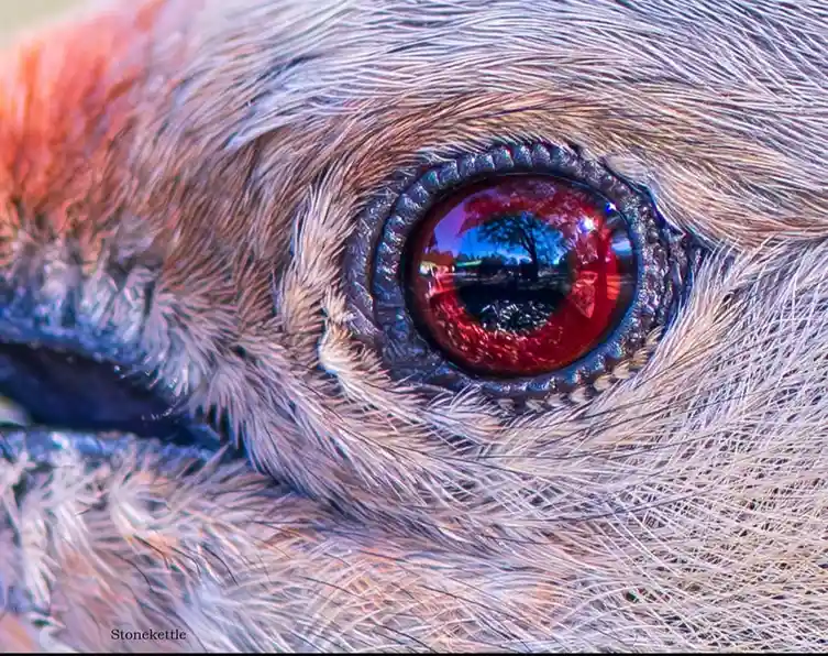 Stunning Macro Shots of Birds in Action
