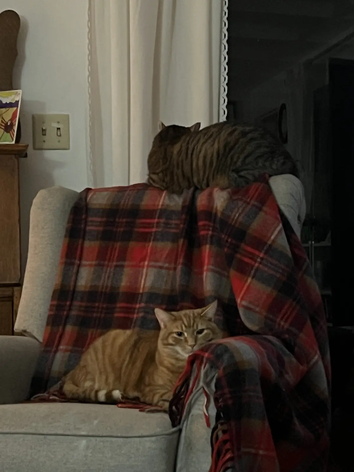 Two cats are on a gray armchair draped with a red, black, and gray plaid blanket. One tabby cat is curled up sleeping on the…