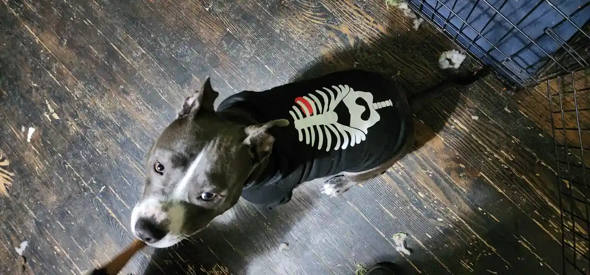 Henrick is All Set for Trick-or-Treating!