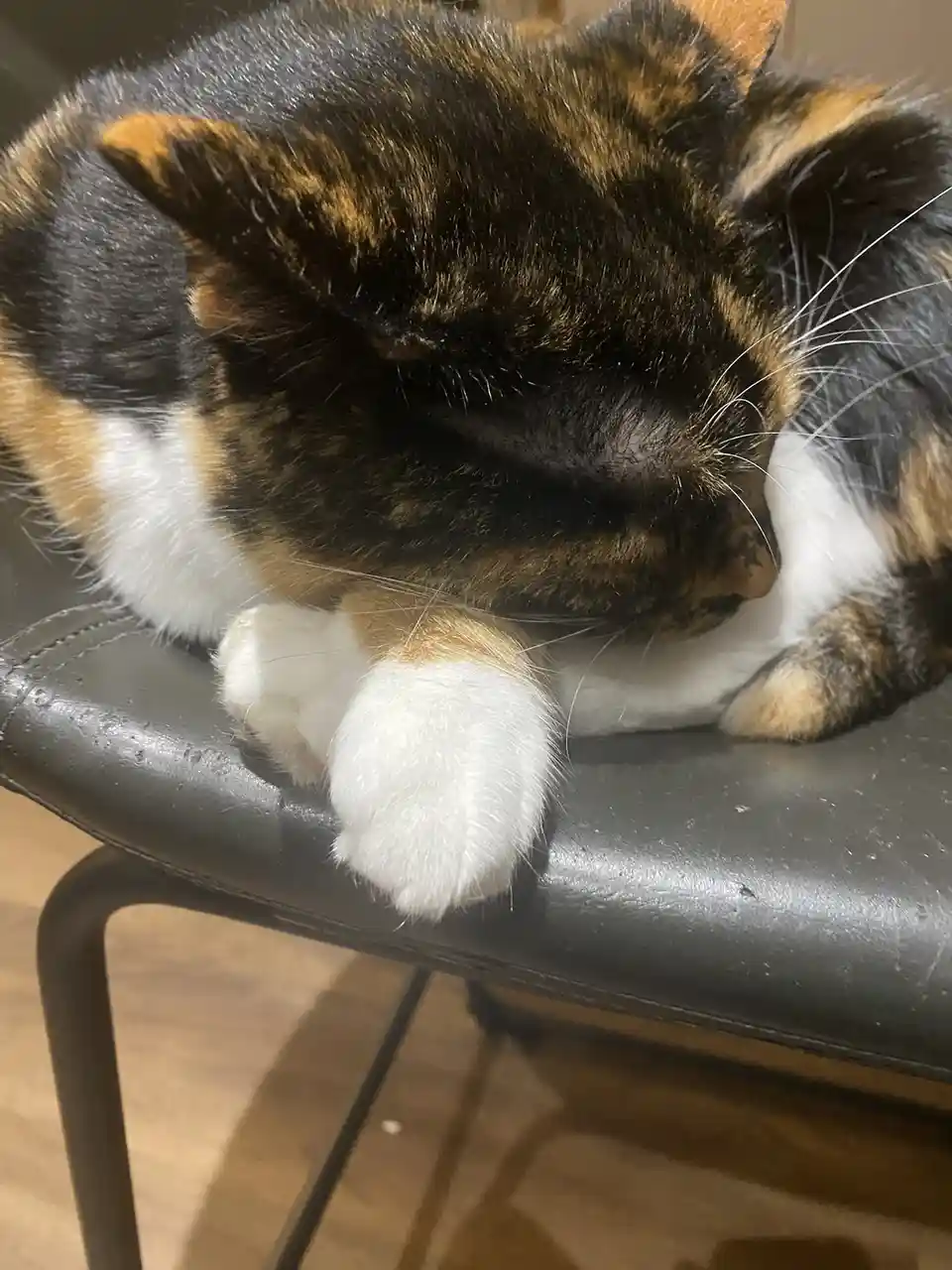Crumble's Daily Snapshot: A Moment Captured
