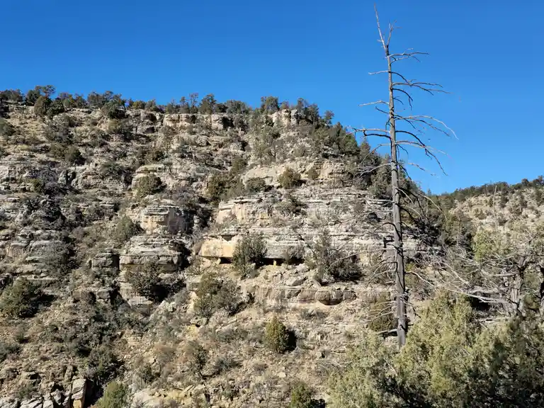 A barren, leafless tree stands tall in the foreground against a backdrop of a rocky, sunlit canyon wall dotted with green…