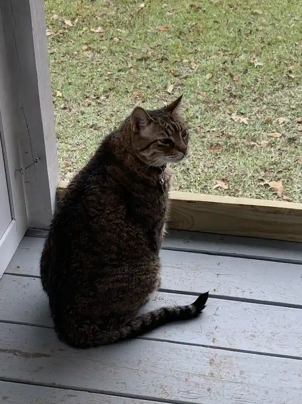 Link is loving his new porch and soaking up the sun!
