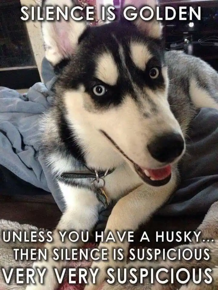 The Quiet Husky: Plotting Something Sneaky