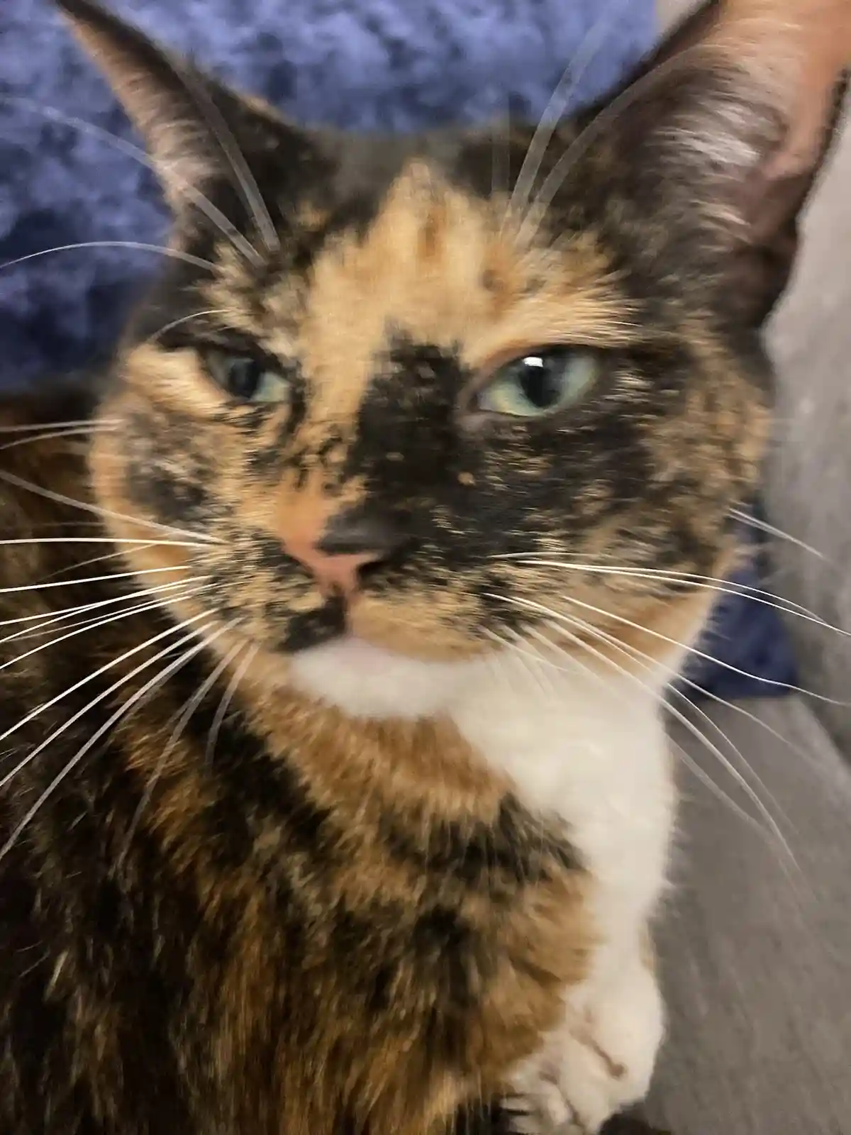 A close-up photo of a calico cat with a half-moon shaped black patch over its left eye, looking directly at the camera with…