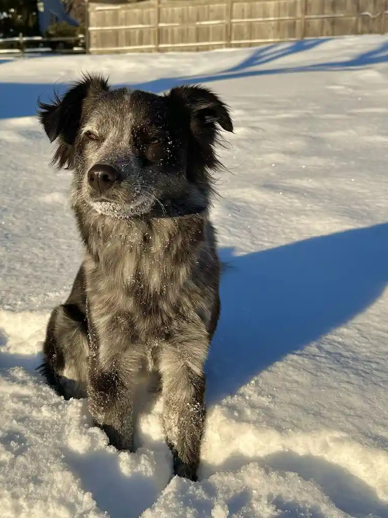 A black and gray dog with snowflakes on its face and fur sits in a snowy yard, looking directly at the camera with a calm…