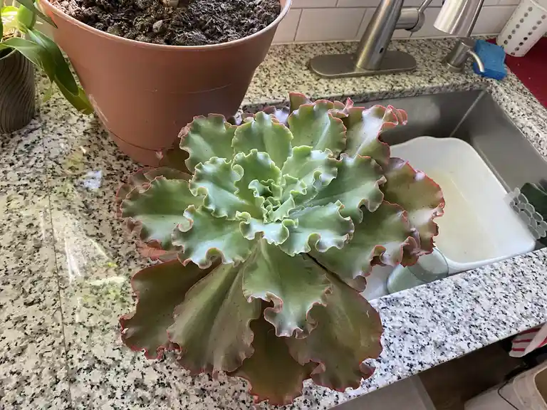 A large, ruffled succulent with green leaves edged in red sits on a granite countertop next to a kitchen sink. In the…