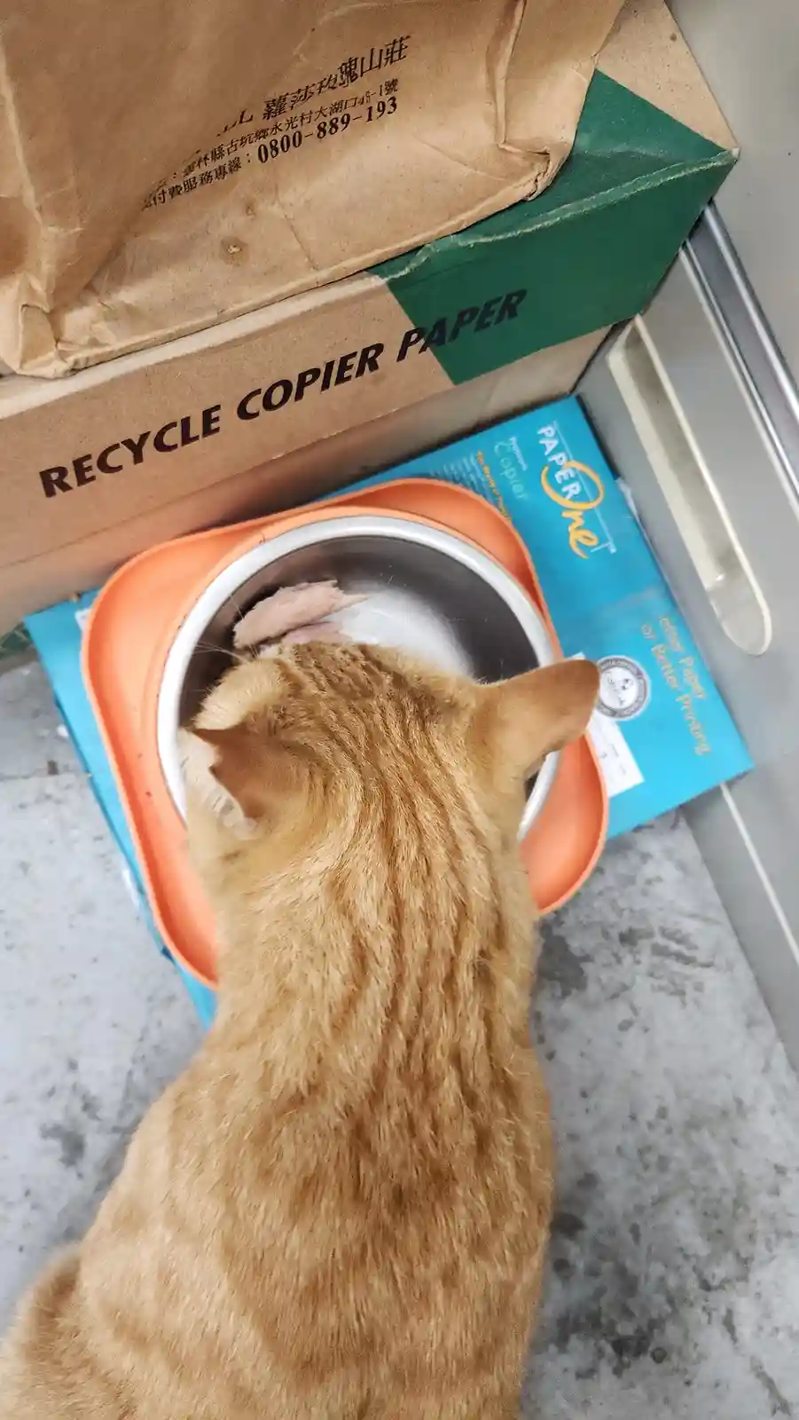 An orange tabby cat is seen from behind, eating from a metal bowl placed on an orange tray atop a blue box of 'PaperOne'…