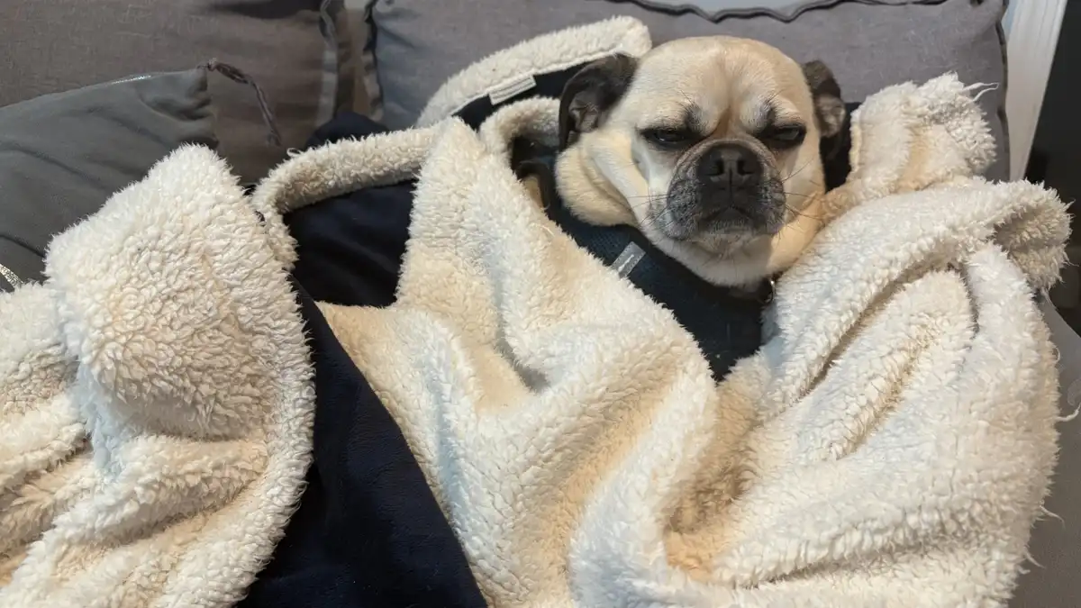 A fawn-colored pug dog with dark ears and muzzle is nestled cozily under a fluffy white and navy blue blanket on a gray…