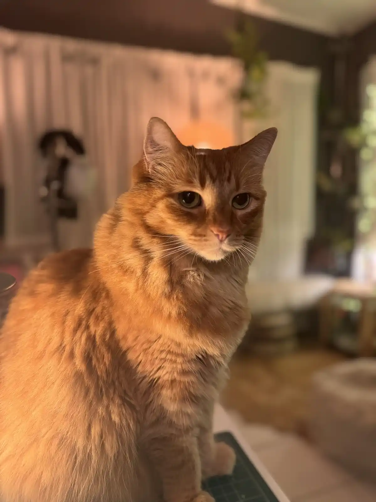 A fluffy ginger cat sits upright on a green cutting mat in a warmly lit room, looking directly at the camera with a calm…