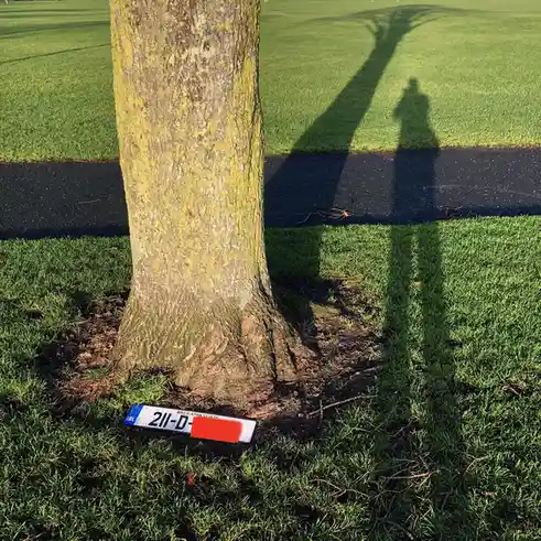 Join the Movement: Free Every Tree for a Greener Tomorrow!