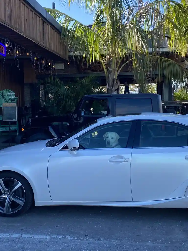 A light-colored Labrador dog sits in the driver's seat of a white sedan, looking out the window. The car is parked in front…