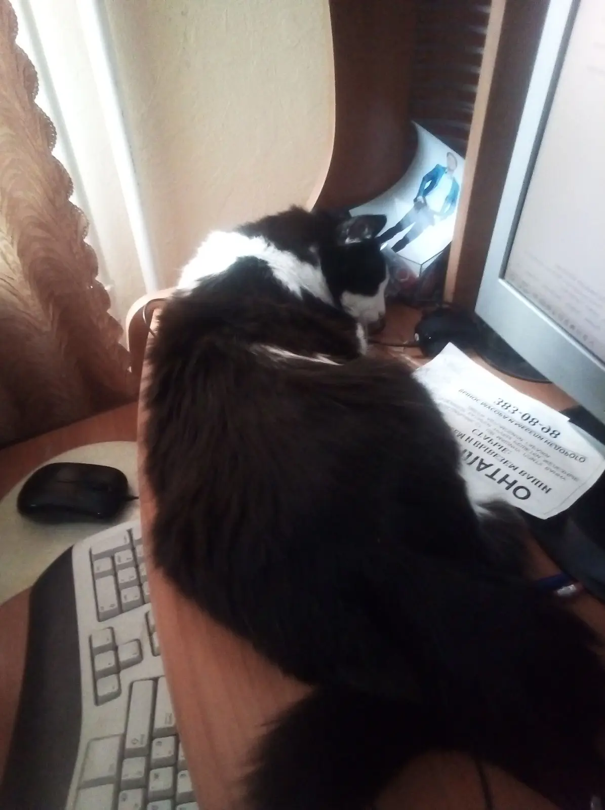 Adorable Cat Moments