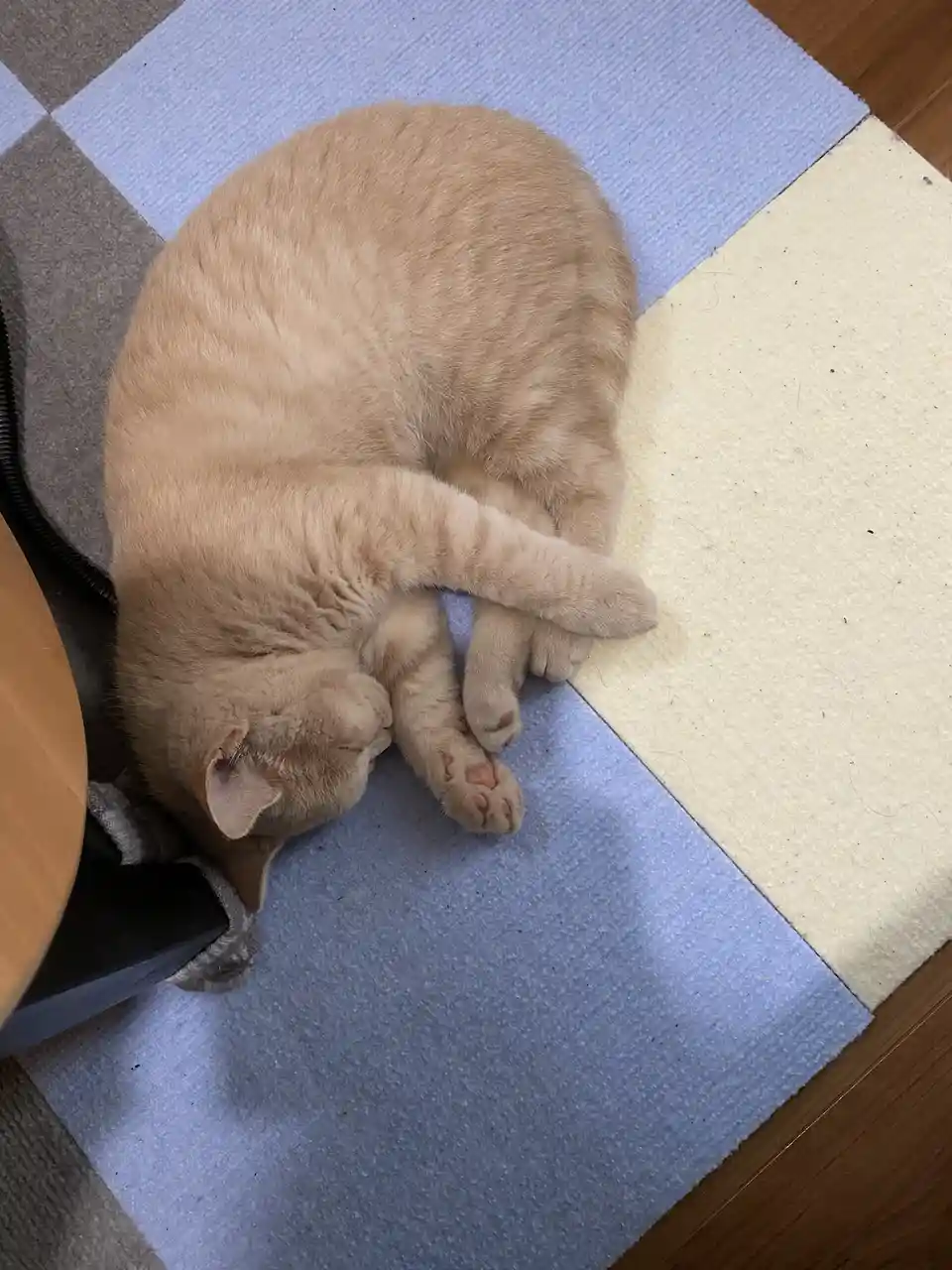 A light orange tabby cat is curled up tightly in a ball on a blue and beige checkered rug, appearing deeply asleep with its…
