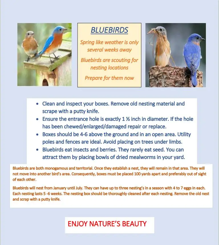 An informational graphic about bluebirds, featuring photos of bluebirds on a nesting box and carrying nesting material…