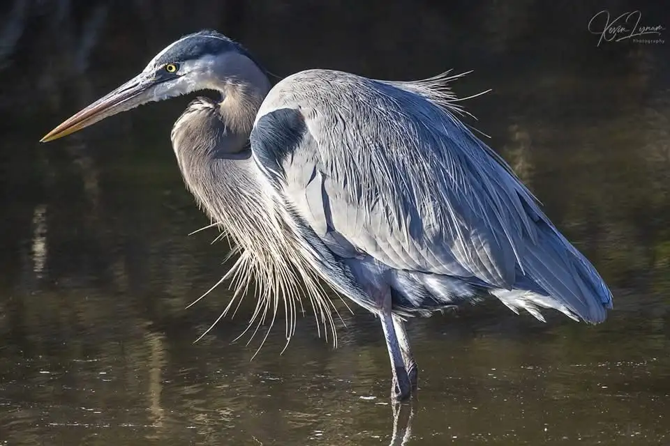 A great blue heron stands in shallow water, its long neck curved and feathers ruffled, looking alert. The image has text…