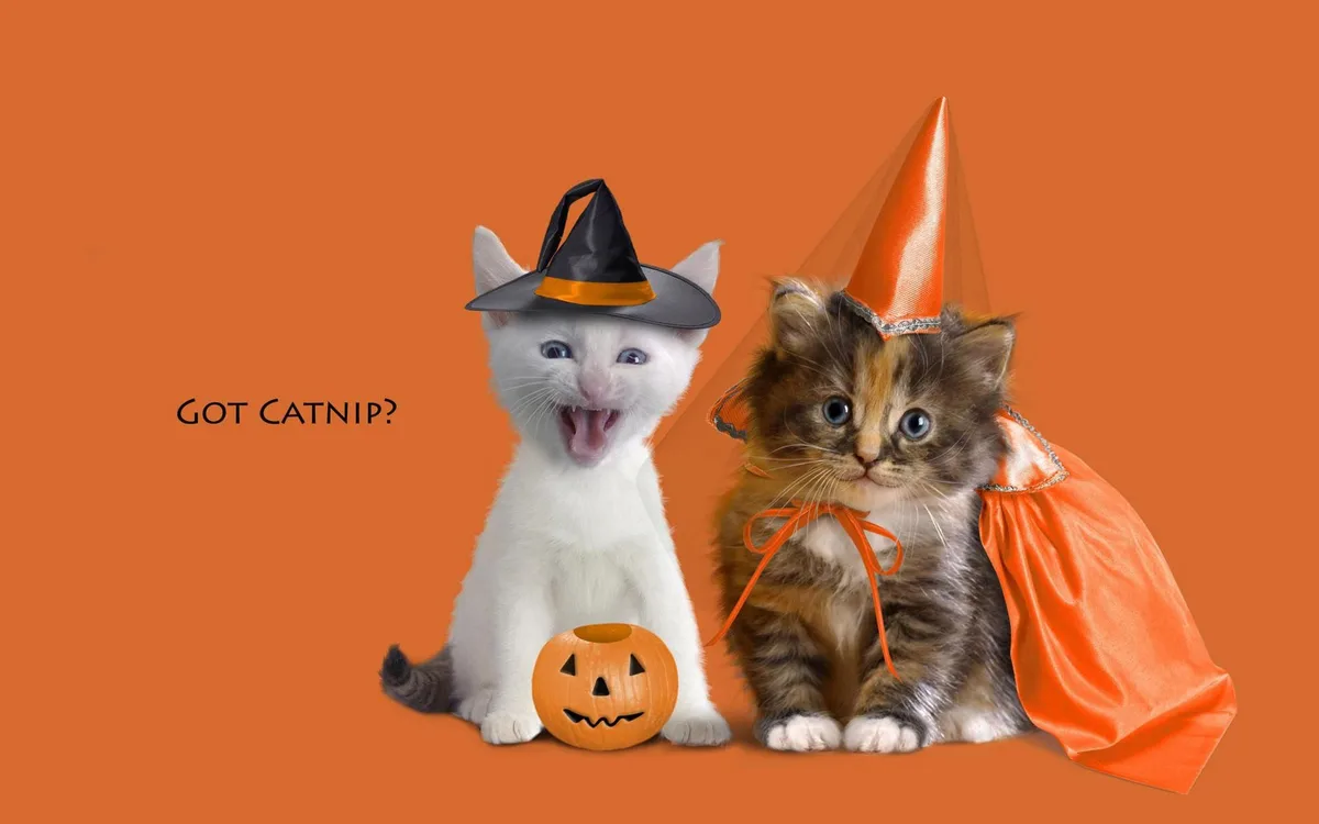 Two kittens dressed in Halloween costumes sit against an orange background. The white kitten on the left wears a black witch…