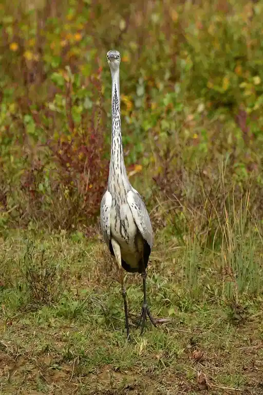 A grey heron stands tall in a grassy field with a blurred background of foliage, its long neck extended upward and head…
