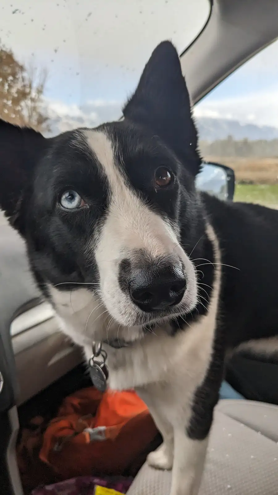 A close-up photo of a black and white dog with one blue eye and one brown eye sitting in a car, looking directly at the…