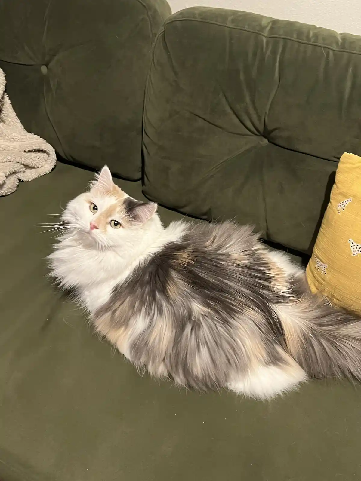 A fluffy, long-haired calico cat with white, gray, and orange fur is lounging on a dark green velvet couch. The cat is…
