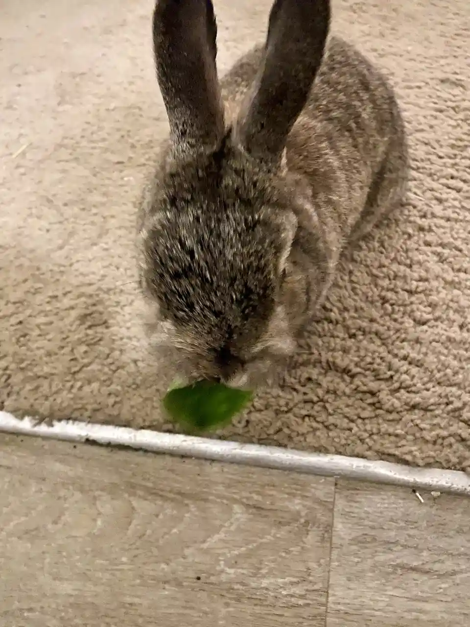 Hugh just discovered the joy of spinach and he's loving every bite!