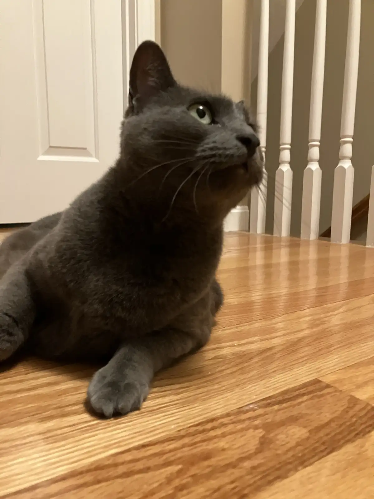A gray cat with green eyes is lying on a wooden floor, looking upward with an expression that appears to be a mix of…