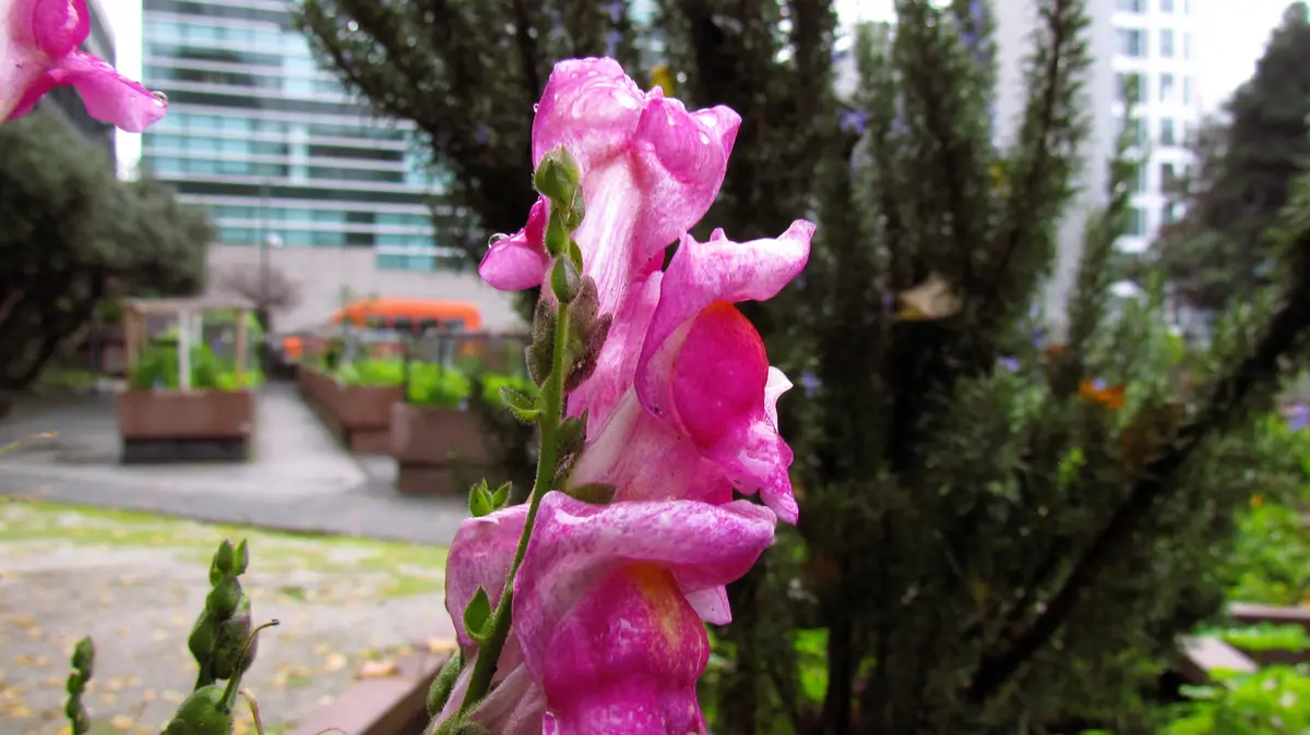 A close-up photo shows a vibrant pink flower with dewdrops, set against a blurred urban background of trees and buildings…