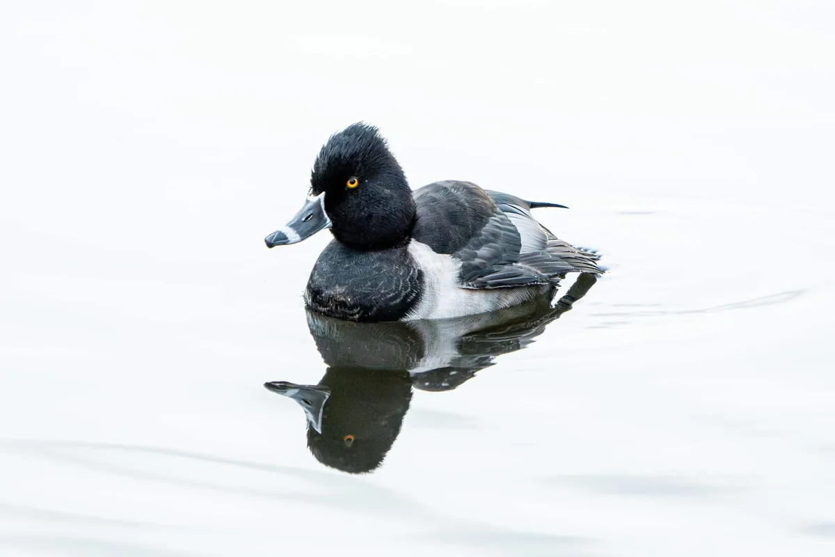 A male ring-necked duck with a black head, white ring around its neck, and gray body floats calmly on calm water, its…