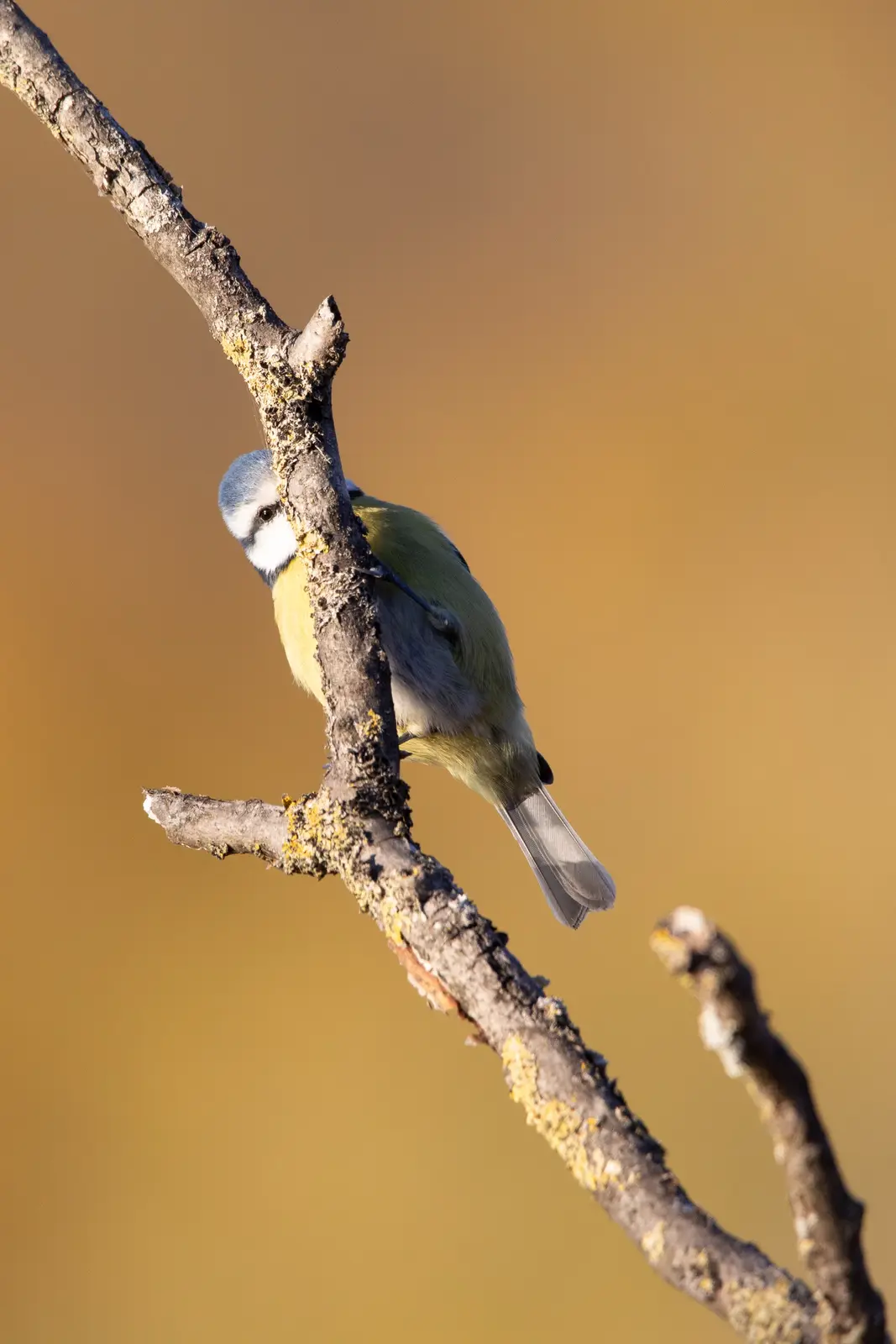 A small blue tit bird with a blue head, white cheeks, and yellow breast is perched sideways on a textured, lichen-speckled…