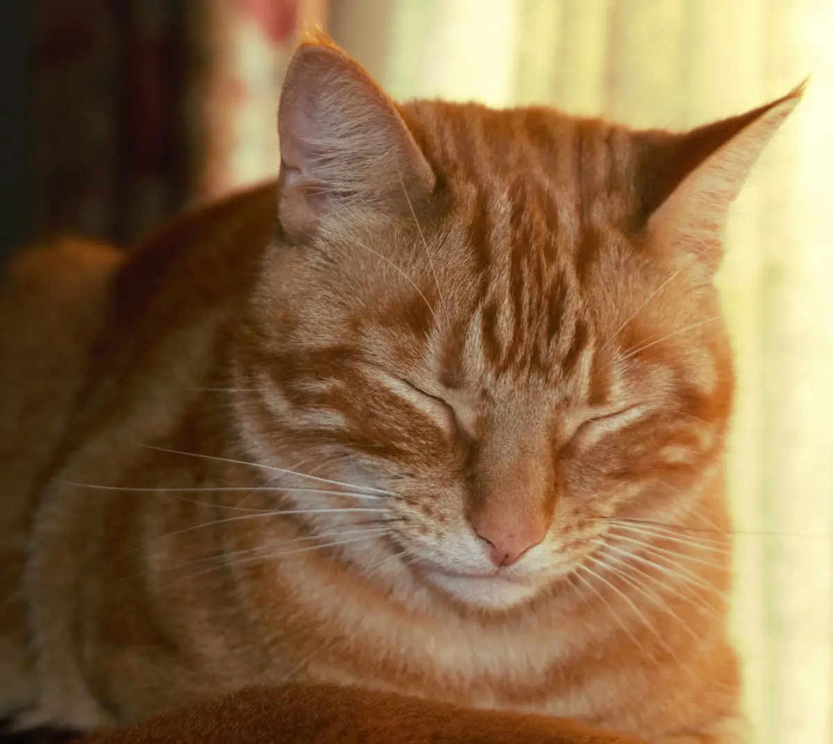 Meet Missy Moo, the Adorable Ginger Cat