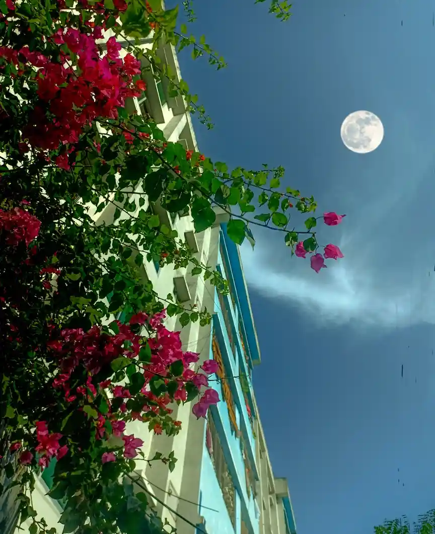 A low-angle photo shows a bright full moon in a clear blue sky, framed by vibrant pink bougainvillea flowers and green…
