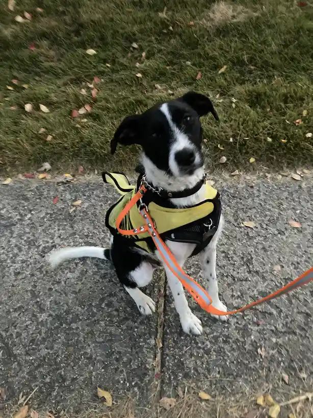 A black and white dog wearing a bright yellow and orange safety harness and leash sits on a paved path with grass and fallen…