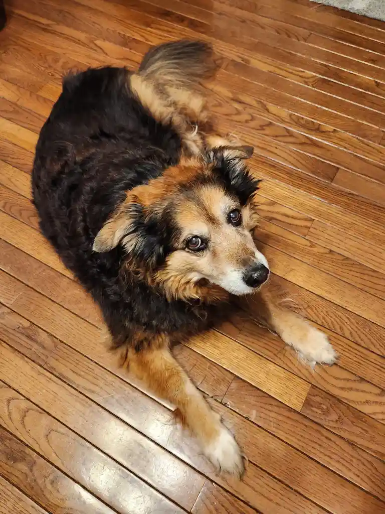 Peanut the Dog's Daily Adventures - Day 1580
